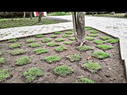 5) setelah drainase dibuat, saluran galian ditimbun kembali dengan pasir setebal l0 cm. Video Cara Menanam Rumput Jepang