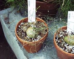 Image result for Schizobasis intricata