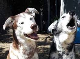 A few neighbours on the floor are having issues with this person's dog who barks all day. Your Neighbors Dogs Are Barking What Can You Do Kmvu Fox 26 Medford