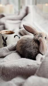 Chocolat Chaud Et Lapin D Hiver Cute Animals Cute Bunny Pets