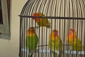 Ciri fisik lovebird ngekek panjang adalah dari kepala, paruh, mata dan anggota tubuh lainnya yang terlihat jelas oleh mata telanjang. Mengenal Ciri Fisik Burung Lovebird Ngekek Panjang