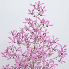 Image result for Congea