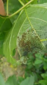 Image result for Obetia tenax