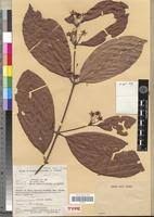 Image result for Cassipourea congoensis