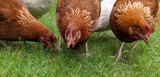 Tips on feeding chickens to keep them healthy and productive. How To Keep A Neighbours Chickens Out Of Your Yard Or Garden Cluckin