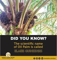 Image result for Elaeis