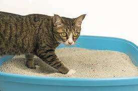 Lessons From The Cat Litter Box Basics For The Veterinary Team