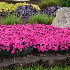 Maybe you would like to learn more about one of these? 20 Pink Perennials Walters Gardens Inc