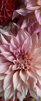 Send your warm wishes · stunning bouquets · expedited delivery Local Greenwich Florist Flower Delivery By Old Greenwich Flower Shop