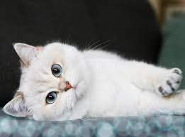 You Want A Hug Missy Missy Is A Blue Golden Shaded Point He You Want A Hug Cat With Blue Eyes Blue Eye Color Cat Day