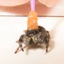 The jumping spider is able to leap up to 50 times its size. How The Jumping Spider Sees Its Prey The New York Times
