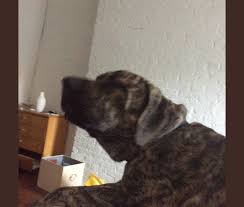 The main colors of the boxweiler coats are fawn, black, brindle, white Embark Dog Dna Test Breed