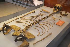This is an almost complete skeleton of an 11 or 12 year old boy, the only major omissions being the hands and feet. Mncn Colecciones On Twitter Fossilfriday The Nariokotome Boy Or Turkana Boy Is The Nearly Complete Skeleton Of An Adolescent Boy Of Homo Ergaster Who Lived Approximately Between 1 5 And 1 6 Million Years