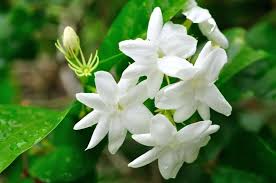 Get it as soon as mon, may 17. Where To Buy White Jasmine Plants 2021