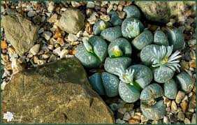 808 cactus mix soil products are offered for sale by suppliers on alibaba.com, of which organic fertilizer accounts for 1%. Best Succulent Soil What Your Succulent Needs The Succulent Eclectic