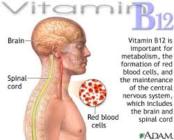 It is important in the normal functioning of the nervous system via its role in the synthesis of myelin, and in the maturation of red blood cells in the bone marrow. Happy Healthy Long Life What The Experts Say About Vitamin B12 The Must Have Supplement If You Re Eating A Plant Based Or Vegan Diet Doses Deficiencies Benefits