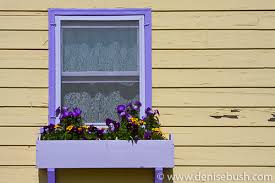 Yellow craftsman style home up on slight hill with small front porch. D Bush Yellow House Purple Trim Denise Bush S Photo Blog
