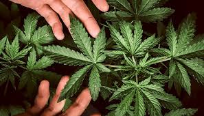 We did not find results for: All You Need To Know About Flowering Cannabis Plants Herbies