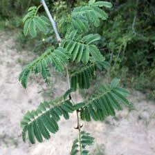 Image result for Acacia fleckii
