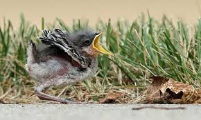 Baby Bird Identifier By Picture I Found A Baby Bird What Should I Do Birds Baby Animals Wildlife