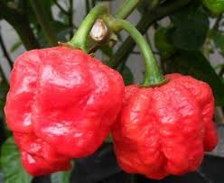 Hottest Peppers In The World 2020 Eating On The Edge Stuffed Peppers Stuffed Hot Peppers Super Hot Peppers