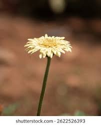 Image result for Gerbera viridifolia