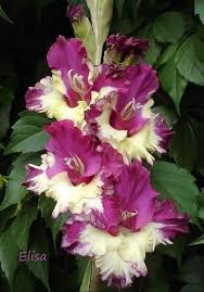 Image result for Gladiolus trichonemifolius