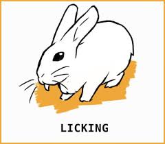 A hay rack can be hung on the outside of your cage, or a veggie ball hung from the top of the cage, can also be useful for putting hay into. Salt Licks For Rabbits