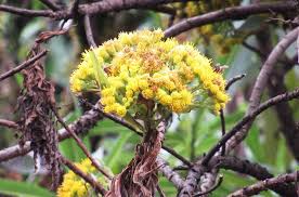 Image result for Solanecio mannii