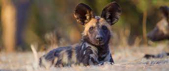 The history of dogs living in the wild. African Wild Dog African Wildlife Foundation