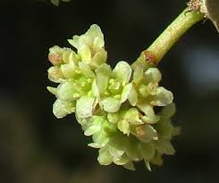 Image result for Gymnosporia buchananii