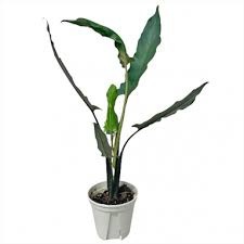 Great prices on alocasia plants. Alocasia