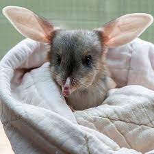 The Bilby An Endangered Marsupial Australia S Easter Bunny Most Endangered Animals Bilby Animal Animals