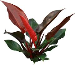 Imperial Red Philodendron House Plant Care Tips Houseplant411 Com Houseplant 411 How To Identify And Care Fo Red Plants Philodendron Philodendron Plant
