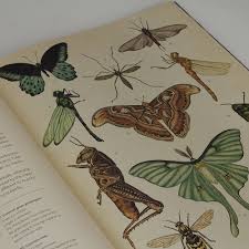 Check spelling or type a new query. Book Welcome To The Museum Animalium Peter S Of Kensington