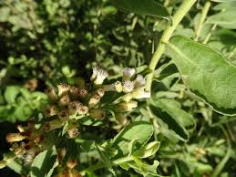 Image result for Pluchea dioscoridis