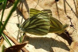 Image result for Pieris napi