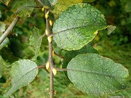 Image result for Goat Willow