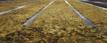 This, combined with its absorbency properly applying peat moss to soil mixes and as an amendment is important for the success of your garden. Sphagnum Moss Interreg Vb North Sea Region Programme