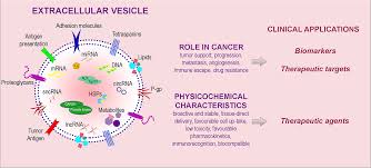  Clinical Relevance Of Extracellular Vesicles In Hematological Neoplasms From Liquid Biopsy To Cell Biopsy Leukemia