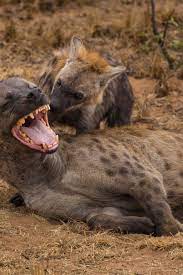 Spotted Hyena | National Geographic