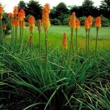 Image result for Kniphofia