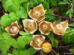 Image result for Merremia tuberosa