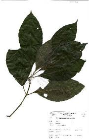 Image result for Tarenna pavettoides