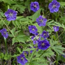 Image result for Geranium bohemicum Orhcid Blue