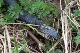 If a snake is found in the house, identify the snake (a snakes of virginia guide is available from the department). Black Snakes In Virginia