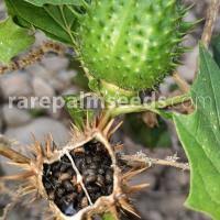 Image result for durman obecný plod