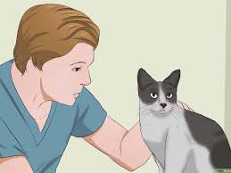 Kedi Idrari Kokusu Nasil Giderilir Resimlerle Wikihow