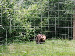 Recognized by many specialists as the most ethical sanctuary in the world, its territory lays on 69 hectares of coniferous forests located near brasov. Rezervatia De Ursi De La Zarnesti De Ce Merita O Vizita