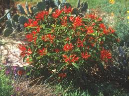 Full service landscape management services of commercial & residential properties. Firebush Scarlet Bush Hgtv